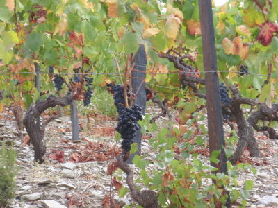 Alto Douro Grapes on vine.